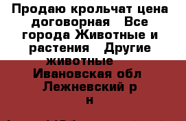 Продаю крольчат цена договорная - Все города Животные и растения » Другие животные   . Ивановская обл.,Лежневский р-н